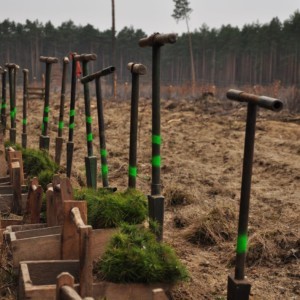 Sadzenie drzew w ramach projektu „Leśna Skrzynia Skarbów”