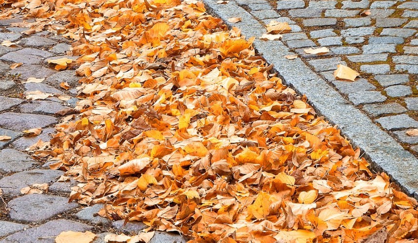 Oczyszczanie chodników z liści