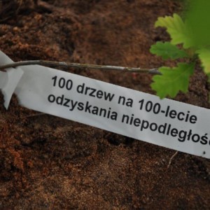 100 DRZEW NA 100-LECIE