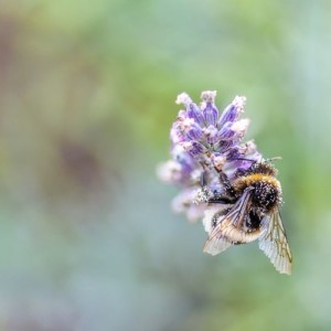 Zachęcamy do oddania głosu na temat ochrony pszczół w Bydgoszczy