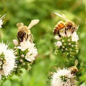 20 maja – Światowy Dzień Pszczół