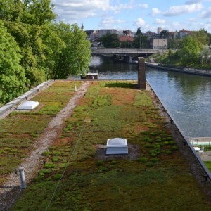 6 czerwca – Światowy Dzień Zielonych Dachów