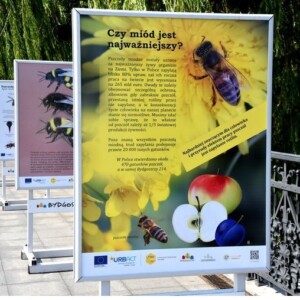 Co lubią miejskie pszczoły – wystawa na Moście Staromiejskim