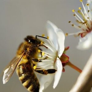Nowy dom dla dzikich pszczół
