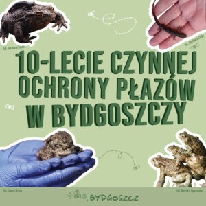 Dziesięć lat ratowania płazów. Wystawa na placu Wolności