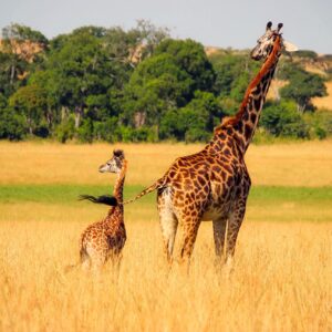 21 czerwca – Światowy Dzień Żyrafy