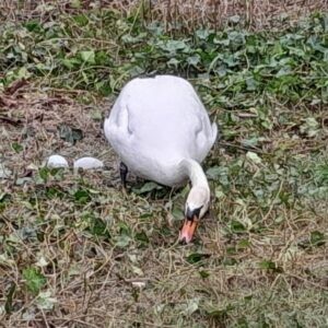 Jak zadbać o łabędzie na Wyspie Młyńskiej