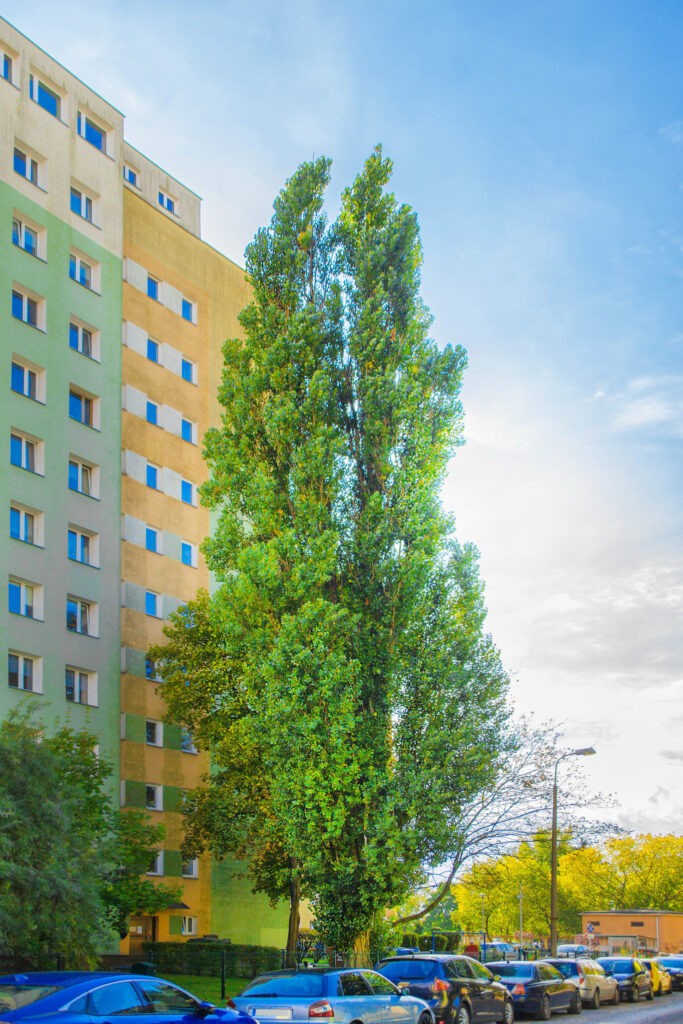 Topola czarna – Bydgoskie Drzewo Roku 2021