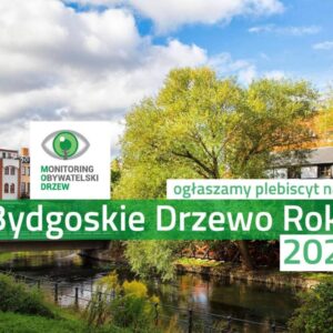 Bydgoskie Drzewo Roku 2023 – zgłoś swoją propozycję