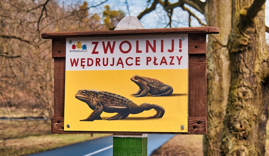 Żabie przejście – ratujmy płazy w Bydgoszczy Żabie przejście – ratujmy płazy w Bydgoszczy